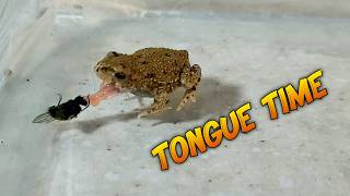 Knuckle-Sized Frog's Epic Fly Hunt: Tongue Action in Slow-Motion!