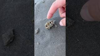 Rescuing Helpless Sea Animal! #animals #nature #shorts