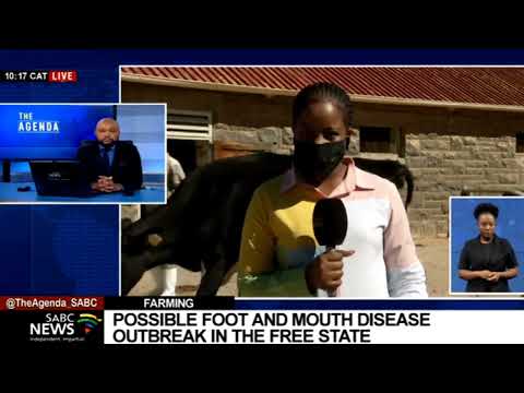 Tests confirm outbreak of Foot-and-Mouth Disease at three Free State farms