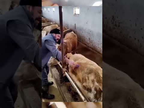 يحرر هذه البقرة من غاز الميثان