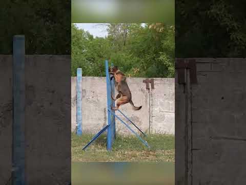 Вівчарка з Голандій служить з українськими військовими