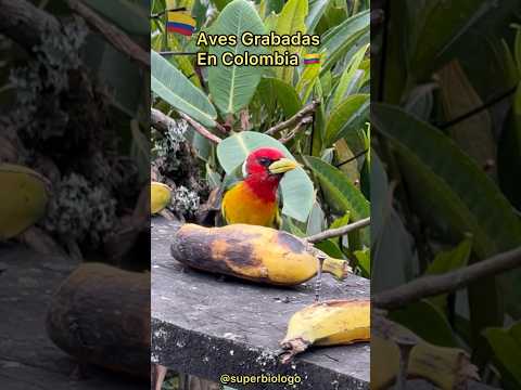 Aves Coloridas Grabadas en Colombia 🇨🇴 🐦‍🔥 #aves