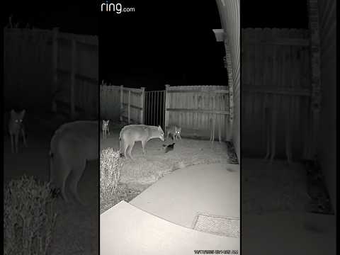 COYOTES Surround Kitten, Brave Mama CAT Heroically Saves Baby 😱😭