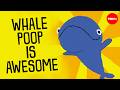 Understanding Whales and Phytoplankton