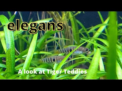 A Look at Neoheterandria Elegans An update on my Tiger Teddy colony. Unfortunately, I am still sold out of these fish for the time be