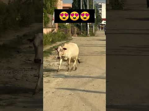 வந்துட்டேன்னு ஓடி வருது 😍 #tamilvideo #shorts