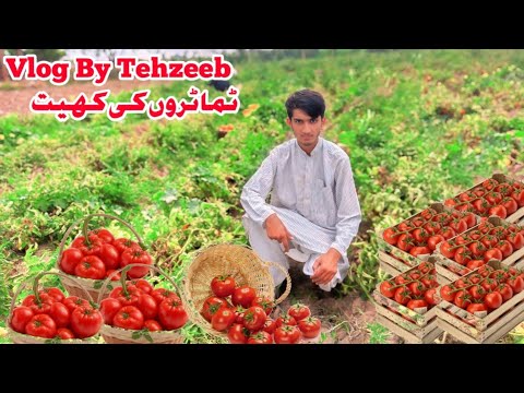 Tomato Farm Vlog | Gaon ke kheton mein tamatar torna village Vlogs Video | Vlog by Tehzeeb