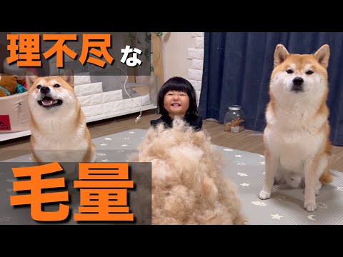 １歳児も「うわぁ」と声に出すほど、凄まじい量の毛が抜ける剛毛柴犬