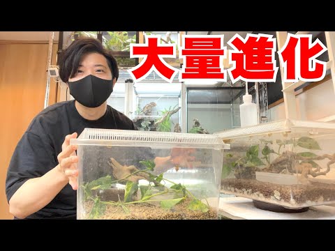 60匹以上のベビーの飼育が始まりました！