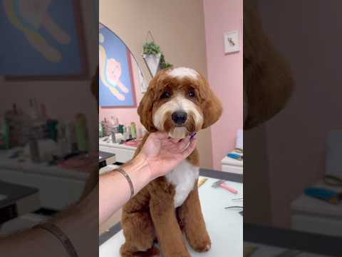 sometimes you gotta let it out #puppy #dogs