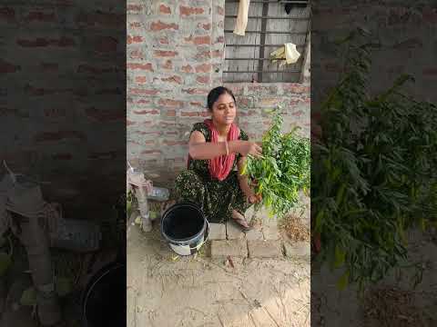 वायरल बिहारी मिर्ची वाली ? Rounak Raj 540 ?.  पंजाब