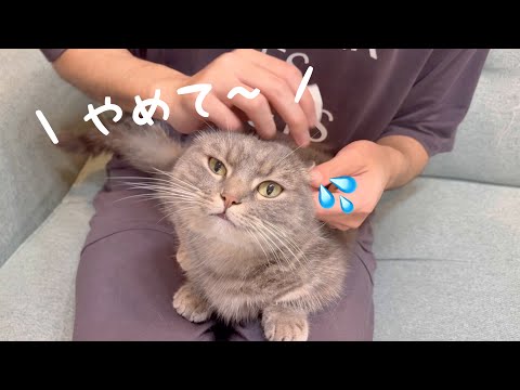 猫の動画サムネイル - 【事件発生】シャンプーを終えた猫の耳掃除で油断した結果…