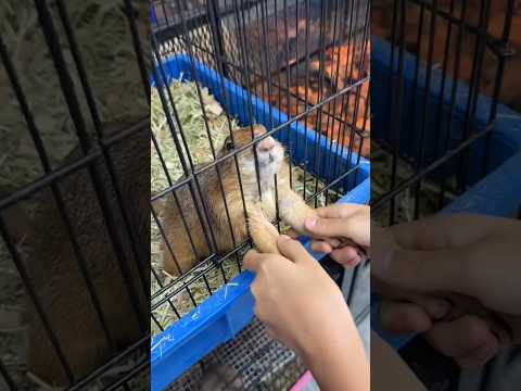 This girl shook hands with a mouse ๐ฑ #shortvideo
