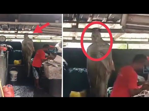 BAPAK INI KERJA DI TEMANI POCONG ! 10 PENAMPAKAN HANTU TERJELAS DAN SERAM YANG ADA DI DUNIA