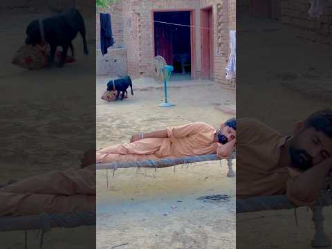 Gar ka sub Kam karny wala dog 🦮