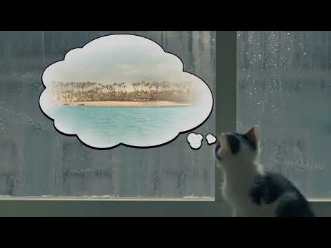 Flygresor.se presenterar: kattungarna på strandsemester!