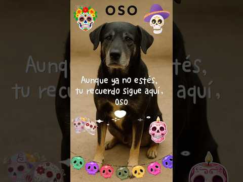 #turecuerdo sigue aquí #diademuertos #mascotas Oso