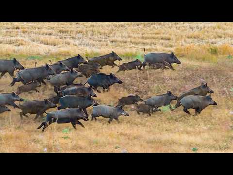 DANGEROUS BOAR INVASION: 25 Perfect Shots & Unbelievable Hunts!