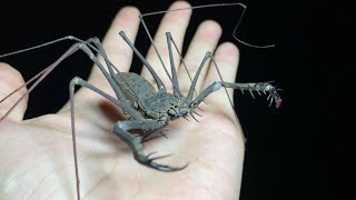Giant whipspiders in Colombia