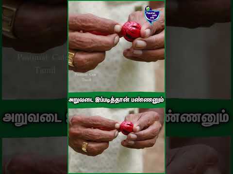ஜாதிக்காய் அறுவடை இப்படித்தான் பண்ணுவாங்க | Jathikkai harvest | nutmeg #jathikka_thottam #farming