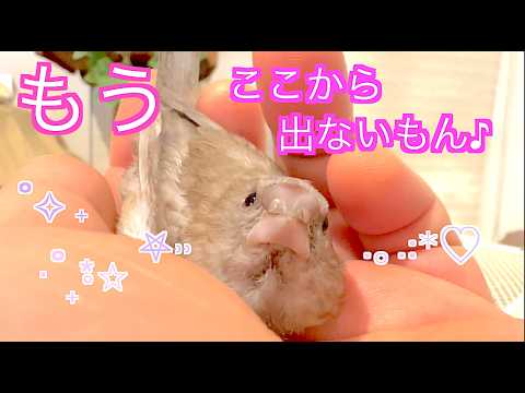 【ジュウシマツの幼鳥】3日目〜7日目のルルちゃんモテモテの予感(๑•ᴗ•๑)♡とやっぱり優しいニッキ姉さんCute Lulu and kind Nikki ⟡₊˚⊹♡·*