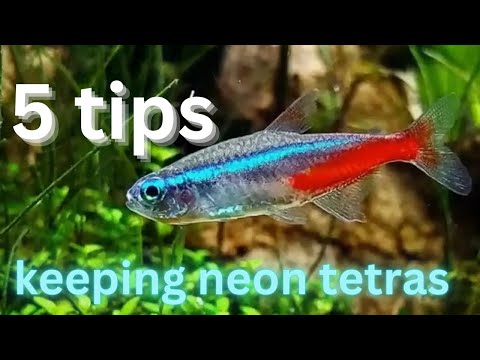 5 tips before buying neon tetras 