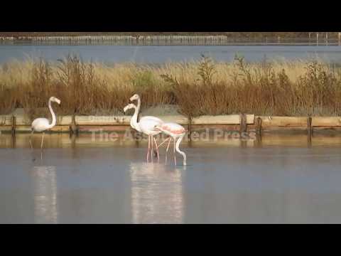 Bulgaria's flamingo boom boosts birdwatching and conservation