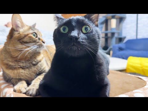 【呼ぶと即返事をする猫】妹のお世話好きな黒猫は呼ぶと必ずお返事してくれます