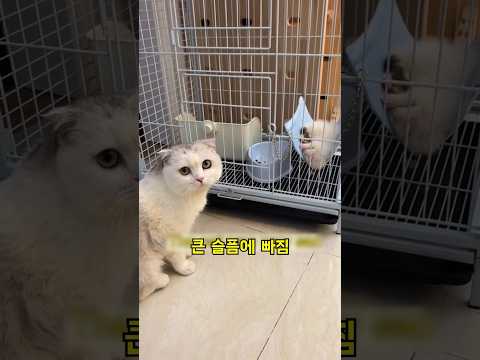 친구를 잃어버린 슬픈 고양이 #shorts