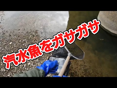 [ガサガサ]大阪湾の汽水魚が面白い！