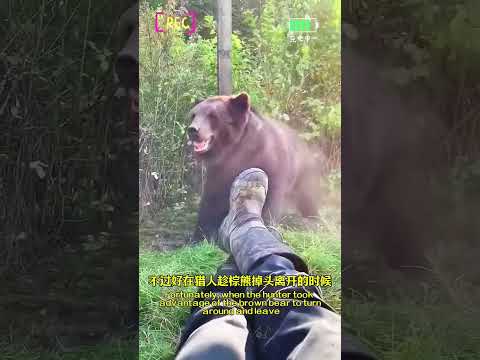 The Hunter and the Big Brown Bear - Commentary Edition - Animal World