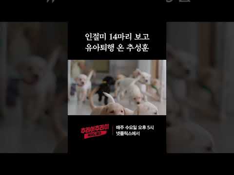 인절미 14마리 보고 유아퇴행 온 추성훈 | 추라이추라이 시즌2 죽어도 좋아 EP11 #추라이추라이 #죽어도좋아 #추성훈 #김재중 #리트리버 #강아지 #댕댕이