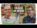 Cicadas and Land Crabs Biology