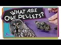 Understanding Owls and Their Eating Habits