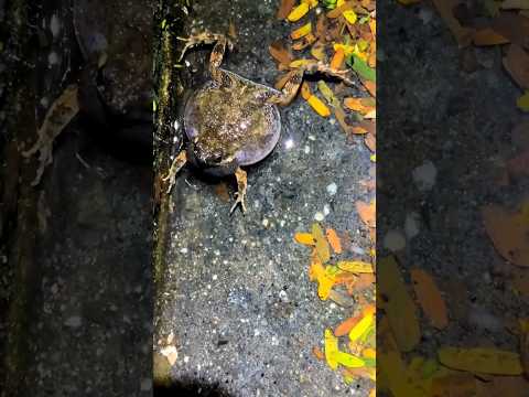 🐸😱yah cute sa mendhak ki sound 🌾 #frog #khatarnak #animals #laxmiaman