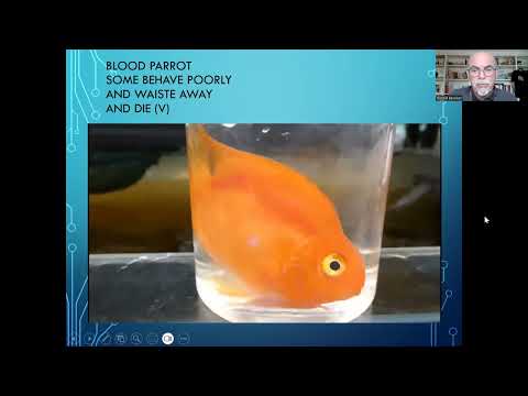 Fish disease case nr. 310 Blood parrot Cichlid wit In this video we show the Cichlids Blood Parrot that are suffering. Our microscopic examination reve