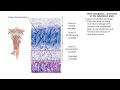 Bone Growth and Cartilage Development