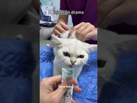 Injection moment😂💉🙀✨#cat #viralvideo #pets #foryou #funny #funnycats #animals #pets #catlover