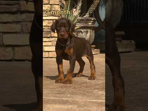 one month 🐶 to 9 month Doberman dog transformation #feed #transformation #lovestatus #puppy #dog