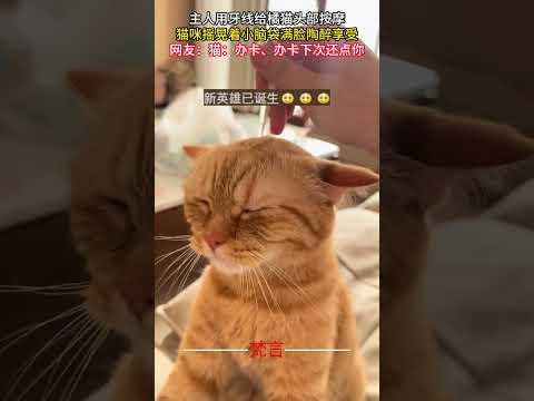 犬の動画サムネイル - 主人用牙線為橘貓頭部按摩 貓咪晃著小腦袋滿臉陶醉享受 #可愛 #貓 #意外 #按摩 #有趣 #cute #cat #amazing #funny #massage #shorts