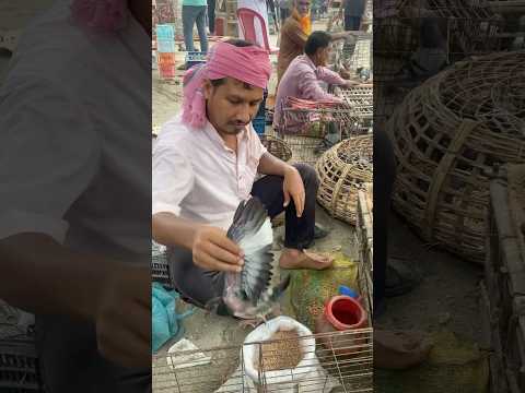 kalapati care 👍✅ #shorts #kobutor #pigeon #animals #kalapati