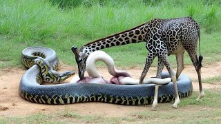 Nature’s Most Unexpected Wildlife Moment Caught on Camera