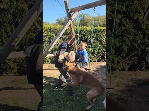 Se intentaban llevar un niño del parque!!!#parati #perros #dogs #k9 #malinois #animals #animales