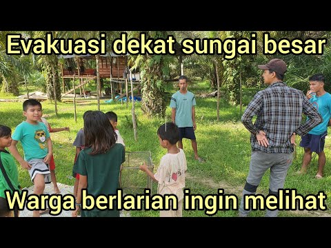 EVAKUASI DI IKUTIN WARGA DARI BELAKANG BAPAK INI SAMPAI HERAN MELIHAT ULAR INI
