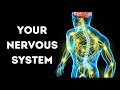 Exploring the Intricacies of the Nervous System