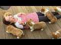 Puppy Behavior and Reactions