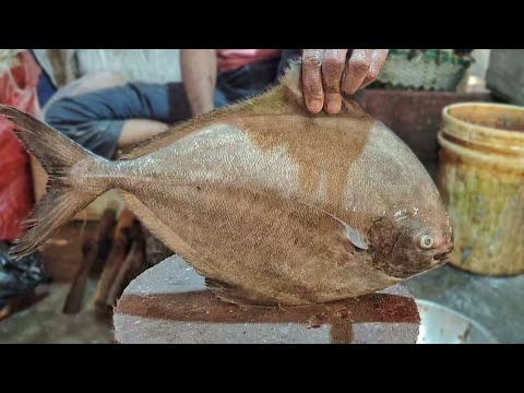 Fish Cutting Skills || Amazing Giant Black Pomfret Fish Cutting By Expert Fish Cutter ||