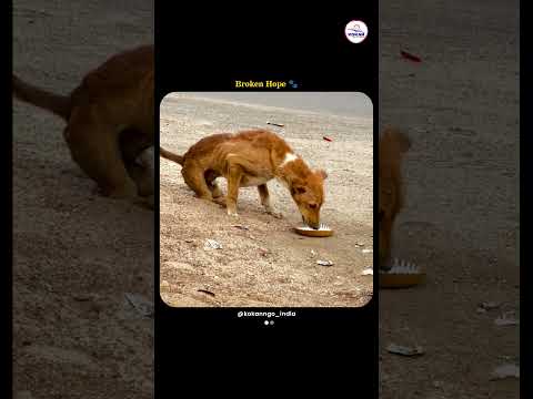A man feeds a street dog with broken legs pure humanity still exists #shorts #dog