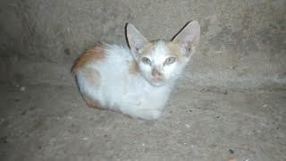 Rescue a kitten exhausted by hunger
