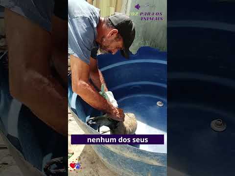 Os Cachorros Dessa Cidade Tem Alguém Para Chamar De Herói!